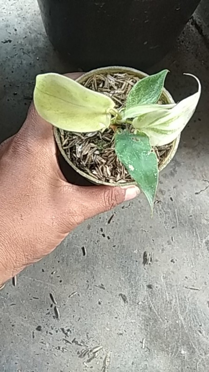 Tanaman Hias Pilodendron Plorida Gostd Min /merpati