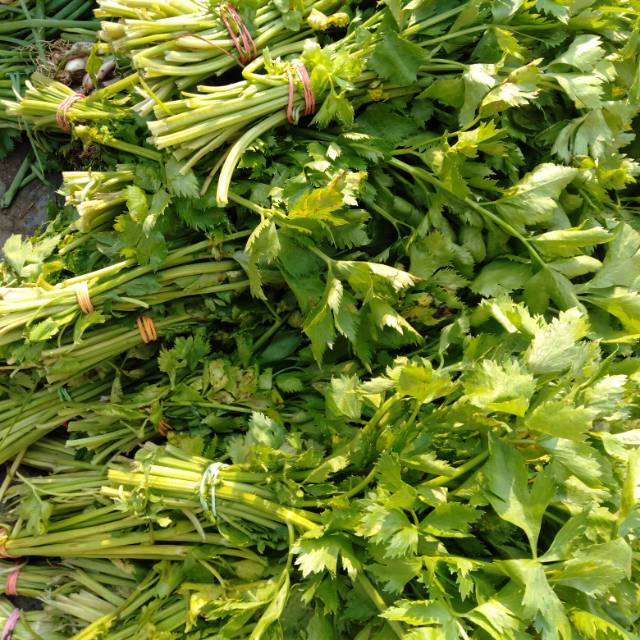 

Daun Seledri petik Segar per ikat