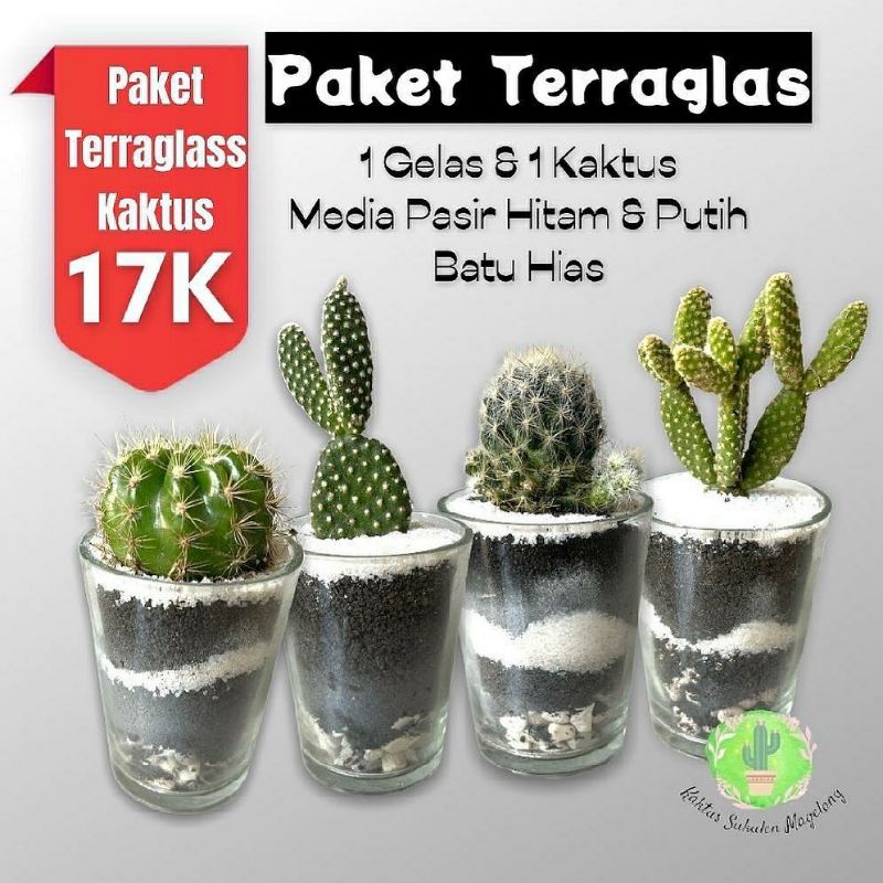 Terrarium Murah Terraglass Kaktus Hidup Bukan Tanaman Imitasi