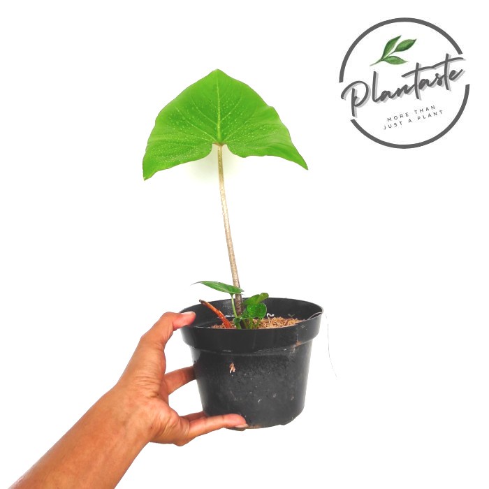 Alocasia Avatar | Crytosperma Merkusii - Tanam Stingray Monstera Giant