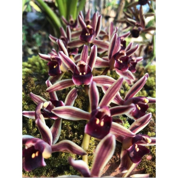 anggrek cymbidium bicolor