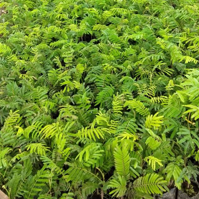 BIBIT PETAI OKULASI RIMBUN(batang besar)