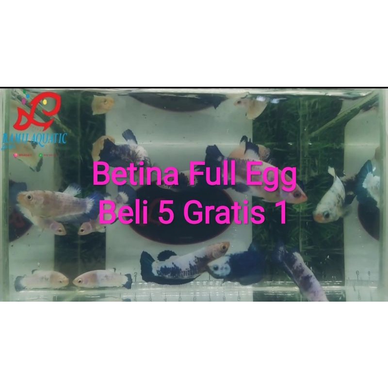 Cupang Female Blue Rim panda marble full egg siap breed sesuai video / betina bluerim