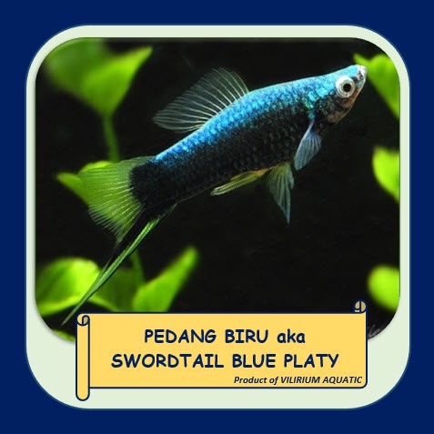 IKAN HIAS AIR TAWAR - PLATY PEDANG BIRU / BLUE SWORDTAIL PLATY / BLACK SWORDTAIL PLATY (±4cm)