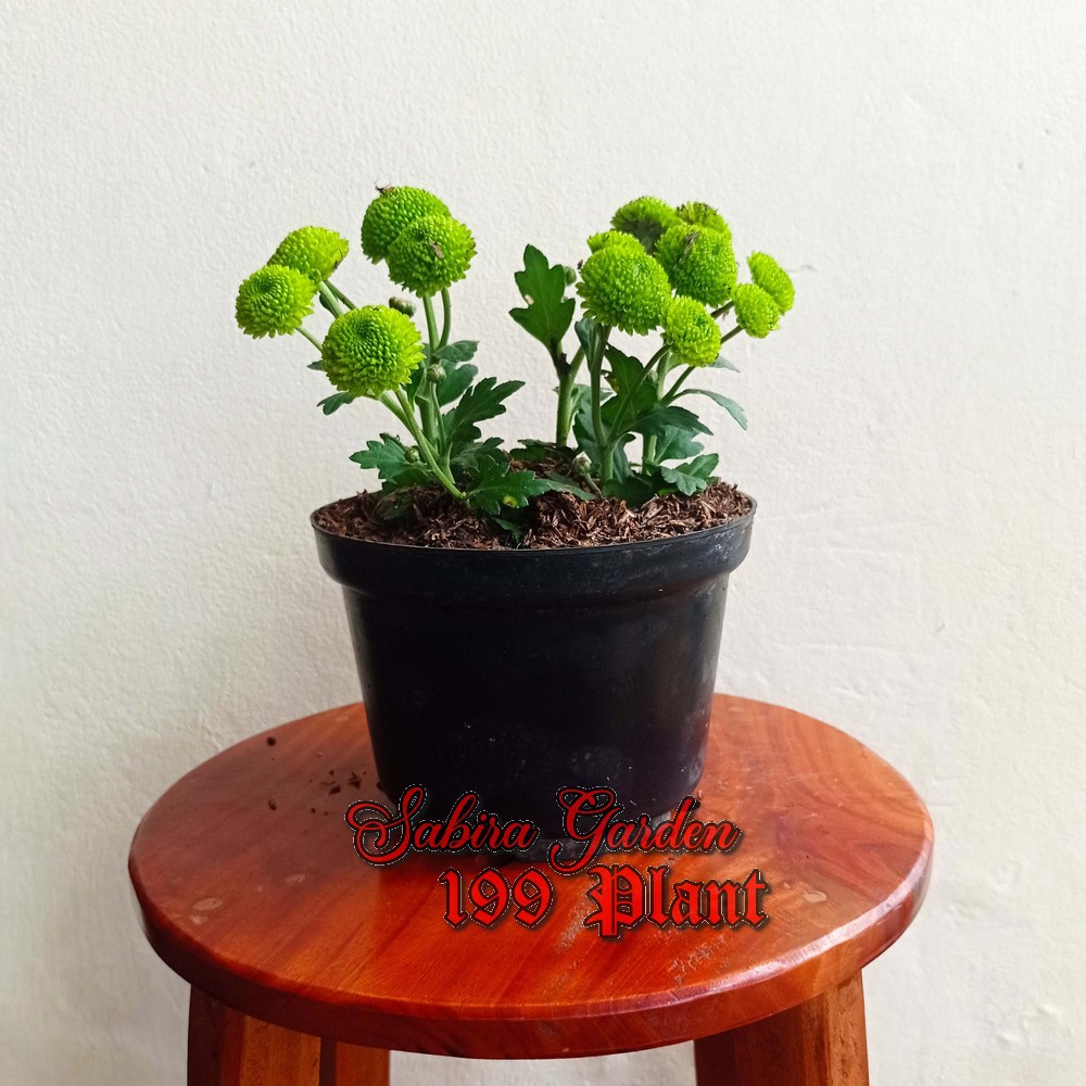 TANAMAN HIAS Krisan bunga hijau 4 batang