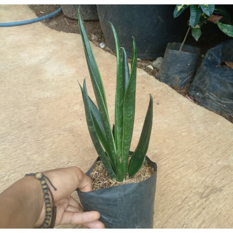 tanaman hias sensivera cylindrica - sensivera silindrika - sensivera