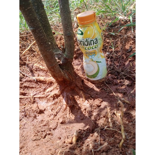 Bahan bonsai anting putri