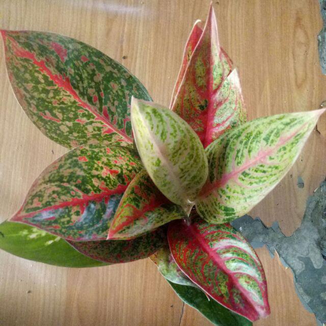  Aglaonema  Legacy Murah Aglonema Legacy Murah Tanaman 