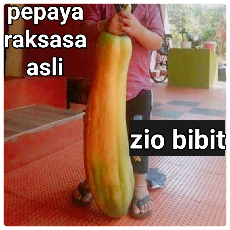 Bibit Benih Biji Pepaya Raksasa Langka Bangkok Original