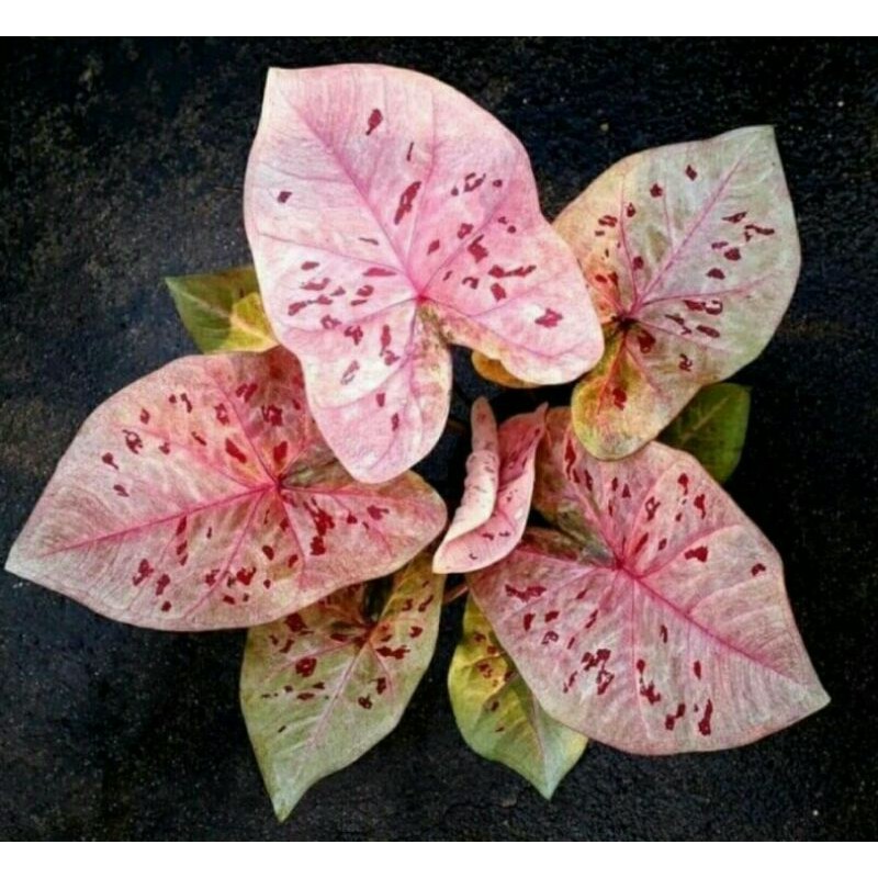 tanaman hias umbi caladium raspberry moon keladi hias