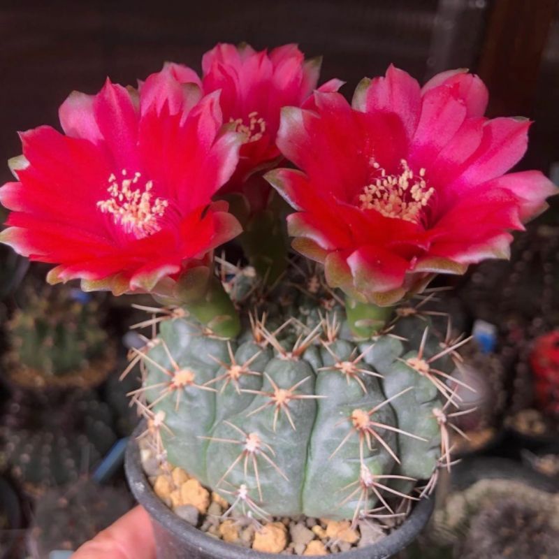 GYMNOCALYCIUM BALDIANUM  / KAKTUS OWNROOT / BIBIT KAKTUS / KAKTUS IMPORT / GYMNOCALYCIUM