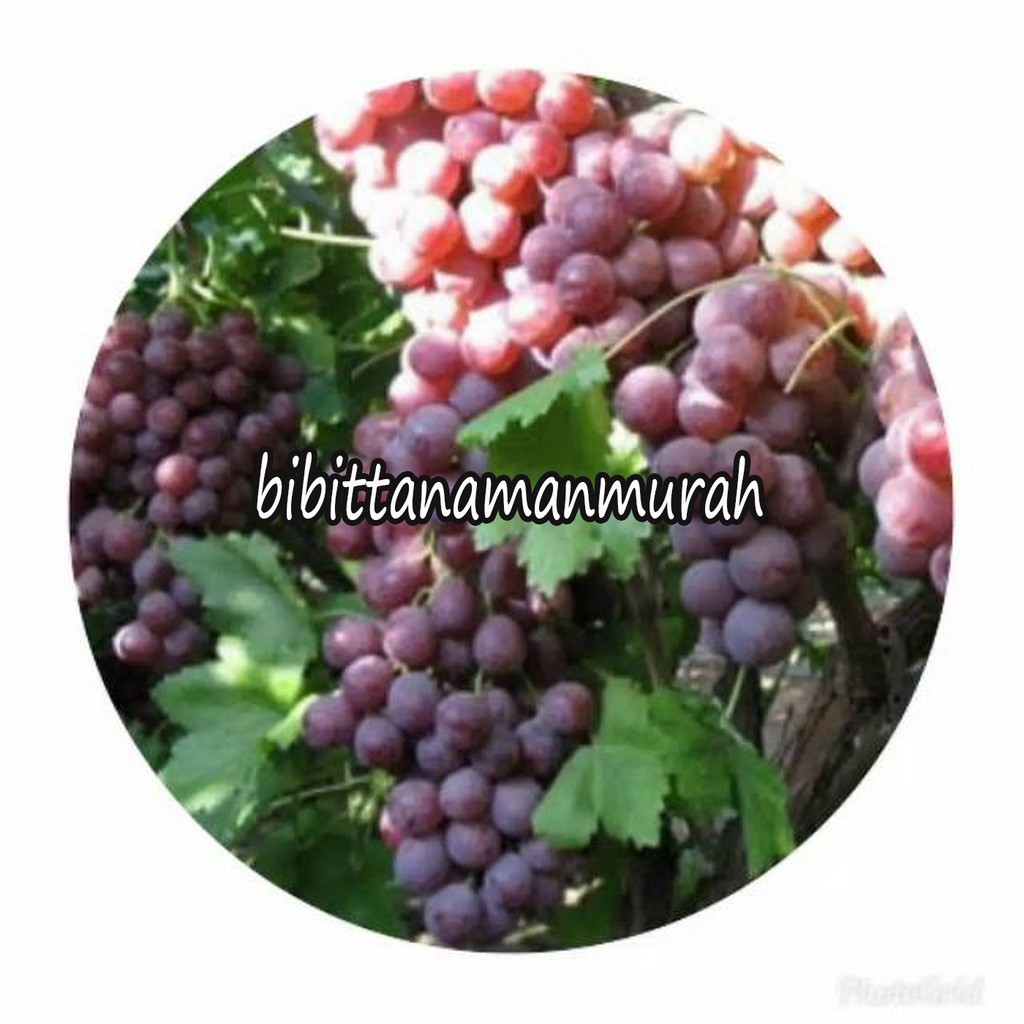 Bibit anggur impor red akademik