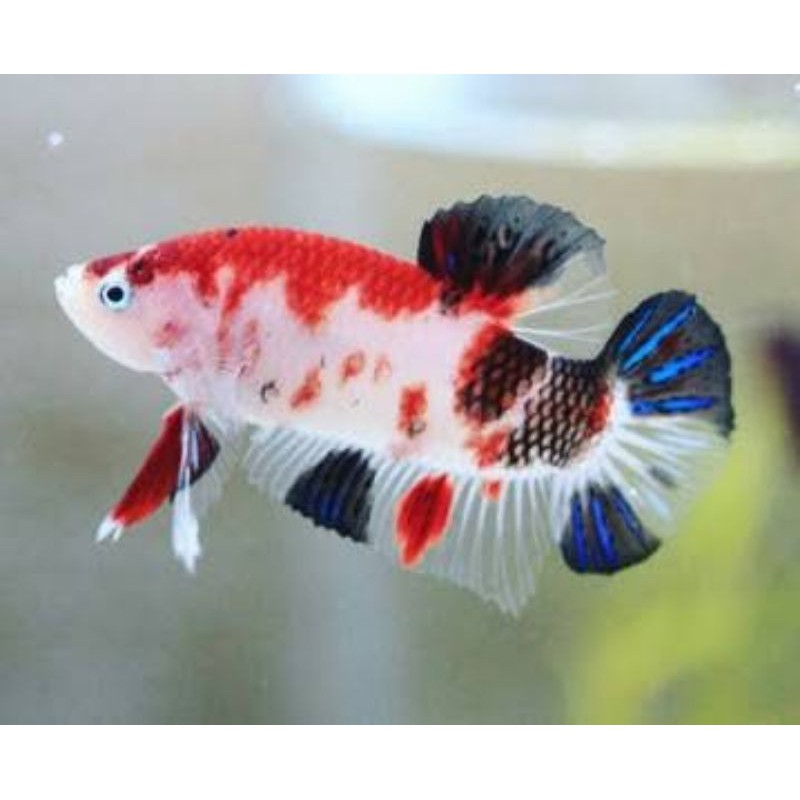 IKAN CUPANG BAHAN CELLO LINE KOI , MULTI DAN NEMO