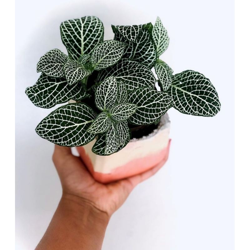 fittonia