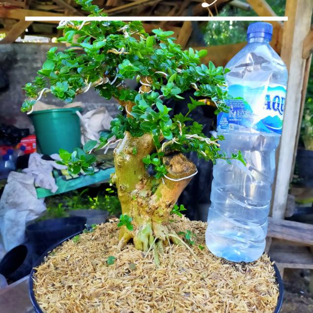 Tanaman hias bonsai Sancang besar