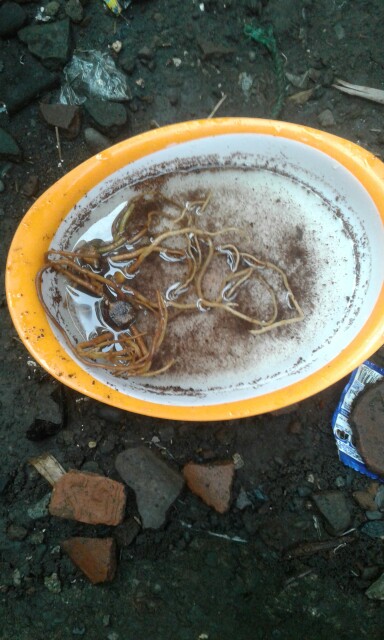 Paket Murah Tunas Bonggol Aglonema Suksom Jaipong - Lotus - Khanza