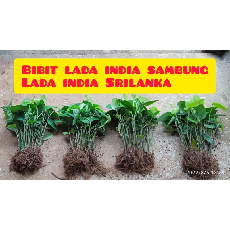 105 Bibit Lada Sambung Varietas India Srilanka