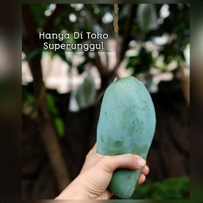 Bibit Mangga Mahatir Super