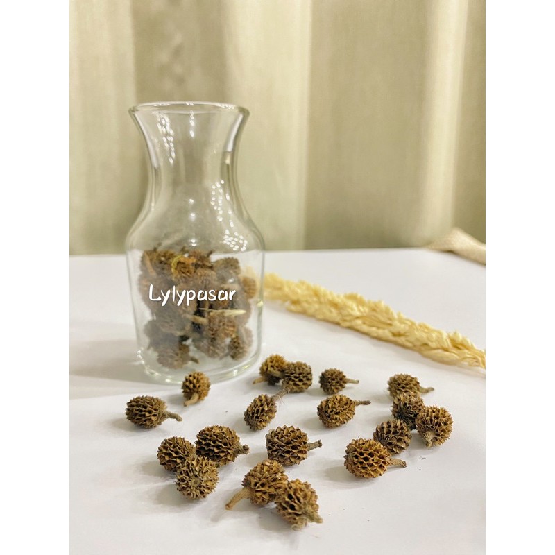 Biji Pinus Kering / Biji Kecil / Dried Pinus