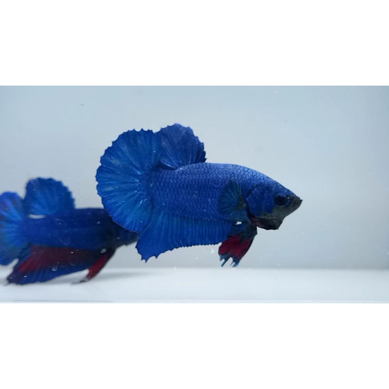 Real Pict Ikan Cupang BBL line Avatar Gordon