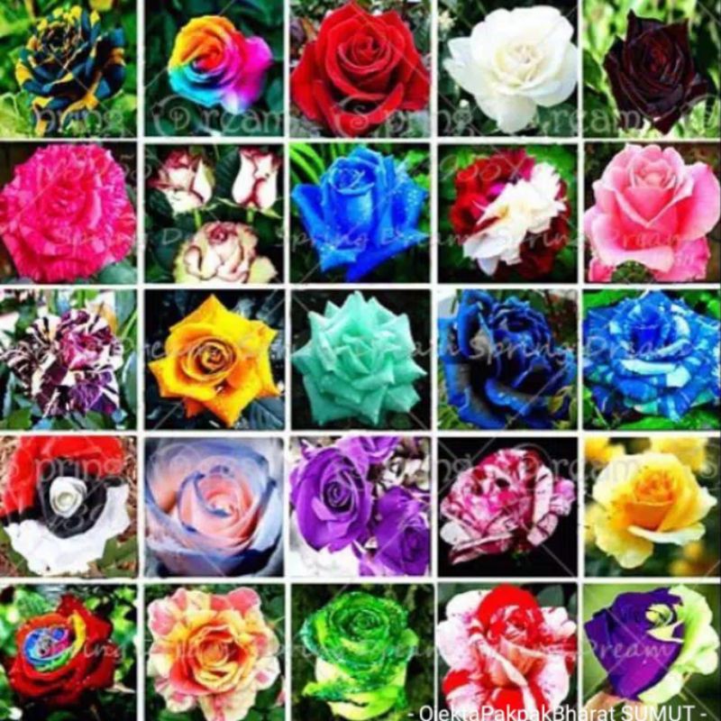 Bunga Mawar 20 Jenis Mix Random Warna Warni Sudah ada daun dan akar bukan biji benih