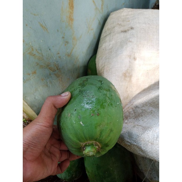 Jual Buah Pepaya Muda Sayur Shopee Indonesia