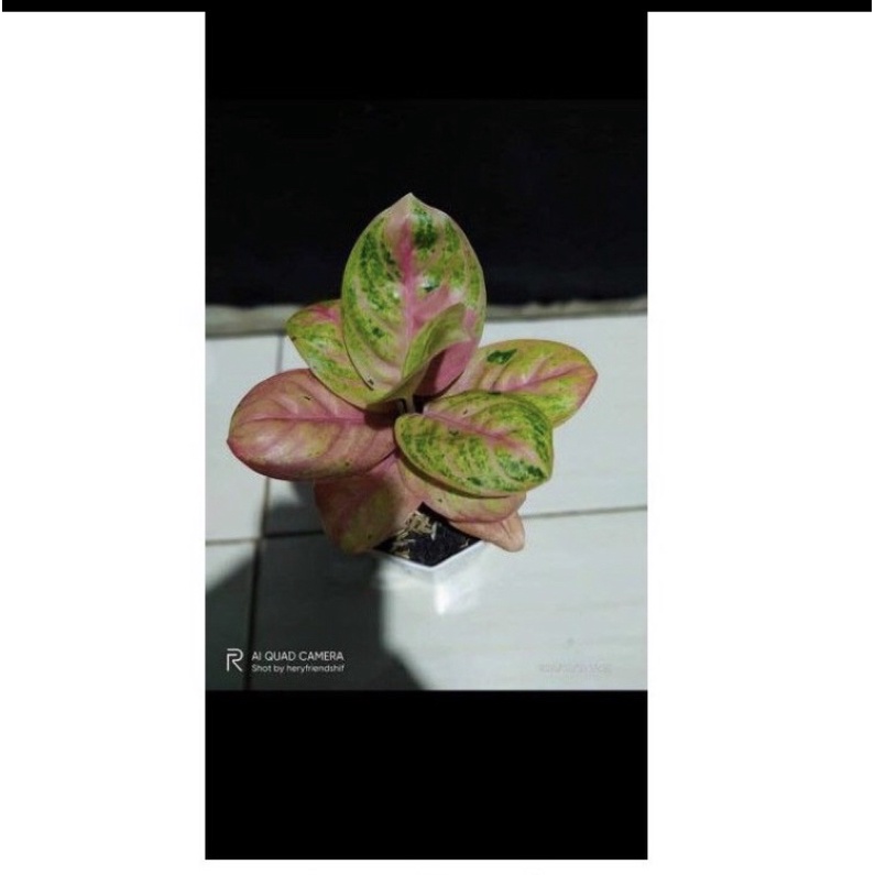 AGLONEMA DENPASAR MOON