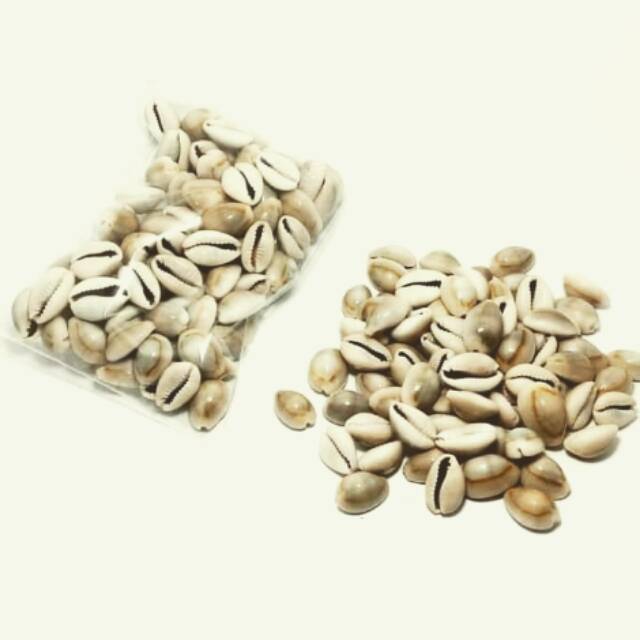 

Kewuk/ biji congklak kerang asli