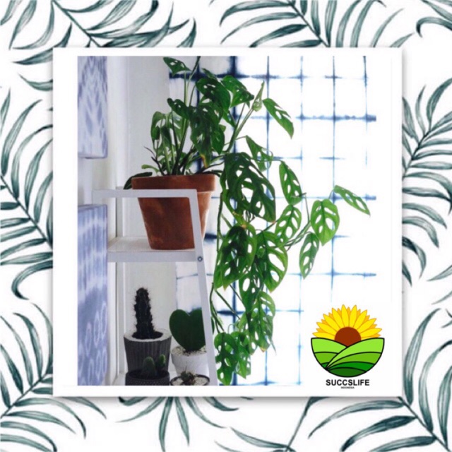 tanaman hias bunga janda bolong monstera obliqua Shopee tanaman hias bunga janda bolong monstera obliqua Shopee