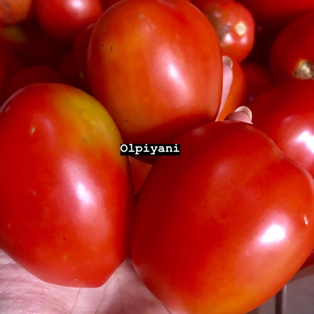 Buah tomat 1kg
