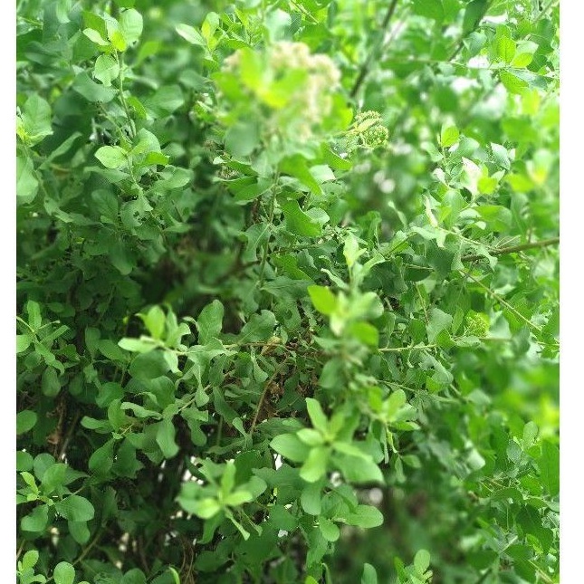 

daun beluntas segar langsung petik