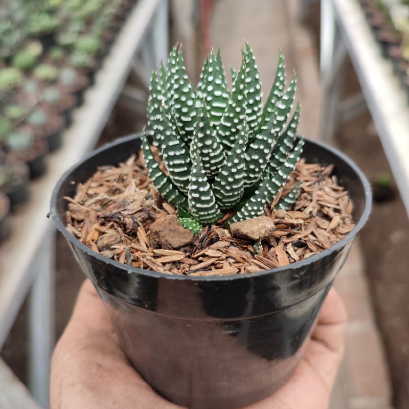 Haworthia Reinwardti | DP 10cm