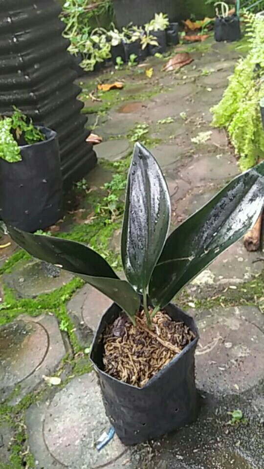 Scindapsus Trubii Drak