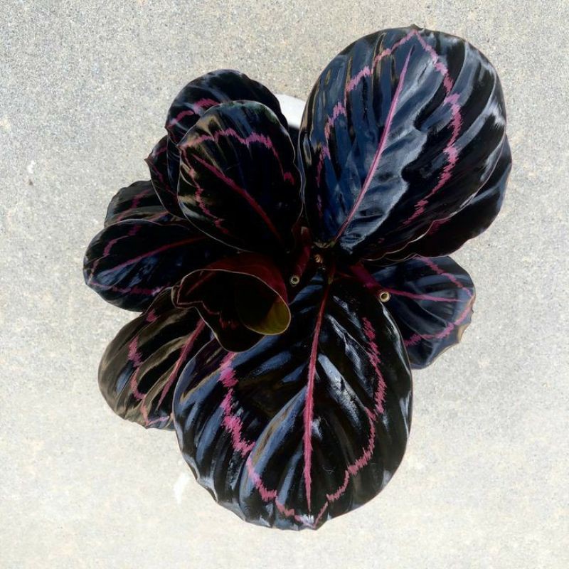 Tanaman Hias Calathea Black Lipstick Bibit Tanaman Hias Tanaman Hias Calathea Black Lipstick Bibit Tanaman Hias