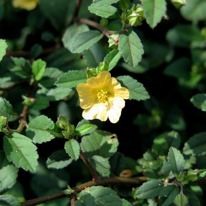 

AKAR SIDOGURI BUBUK 50 GRAM - Sida Rhombifolia - MURNI
