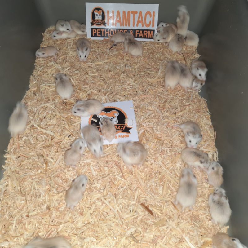 GROSIR HAMSTER ROBOROVSKI UNTUK RESELLER PER 30/50 EKOR