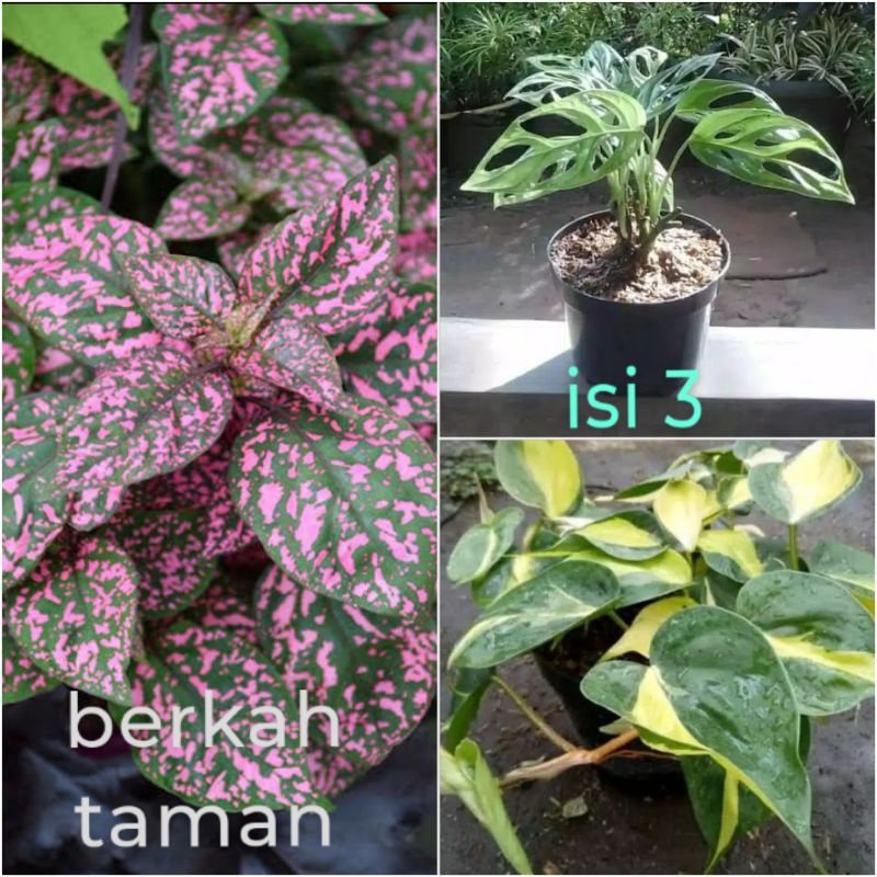 tanaman hias isi 3 jenis - tanaman hias