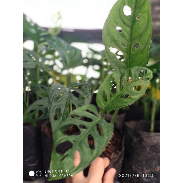 monstera acuminata/janda bolong