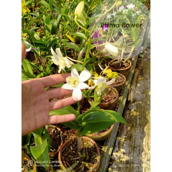 SUDAH BERBUNGA Tanaman hias pohon Anggrek dendrobium putih white / sudah berbunga