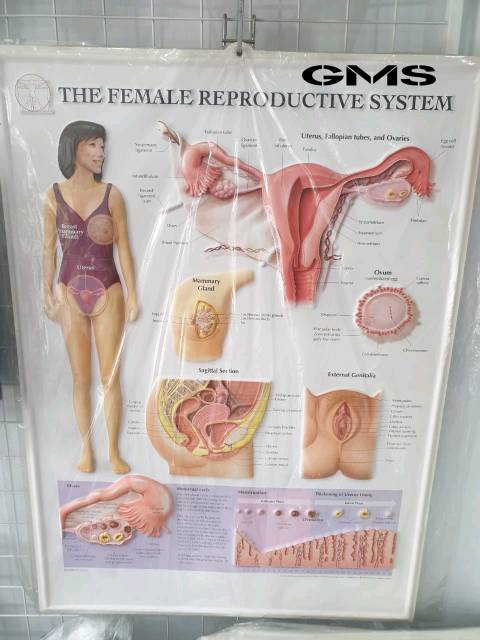 Gambar Anatomy Timbul 3D - Anathomy Chart