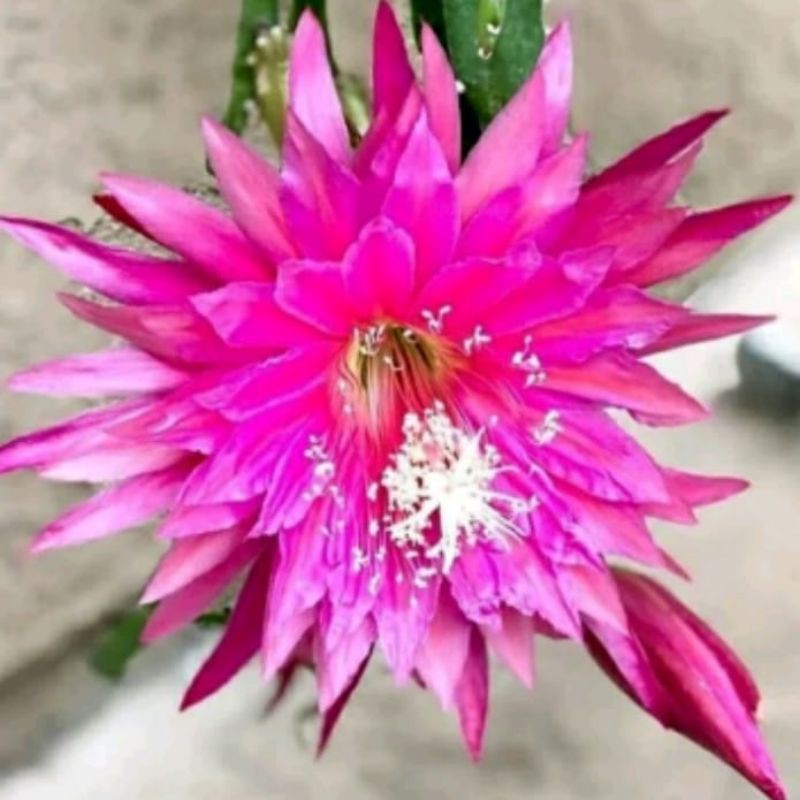 Wijaya kusuma bunga ungu mudah Hybrid - Bibit wijaya kusuma - Tanaman hias