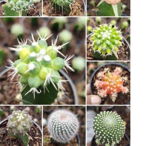 ⚡uper Kejutan KAKTUS MINI HIDUP FREE POT harga bersaing