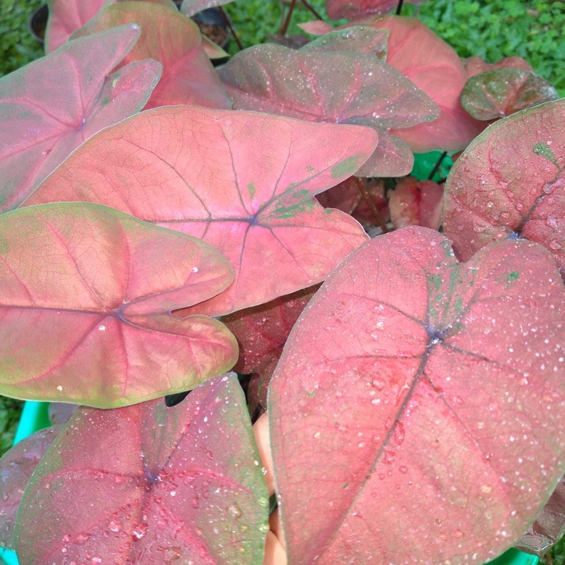 New hybrid ac antanu 10 plant 1 juta