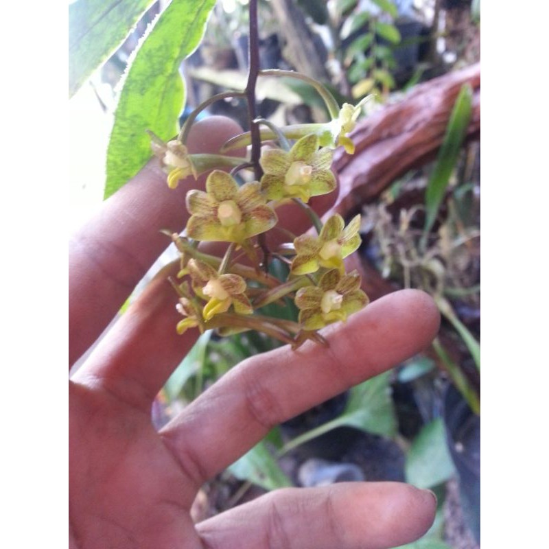 Anggrek langka Dendrobium Hymenophyllum sp New promo