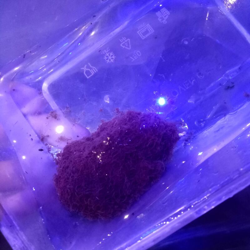 cacing sutra/cacing rambut/pakan ikan cupang