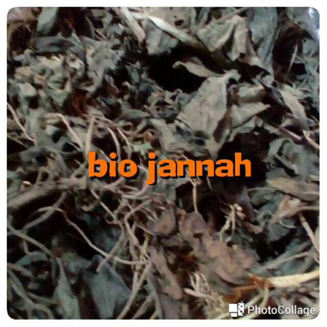 

Daun kejibeling kering 100gr