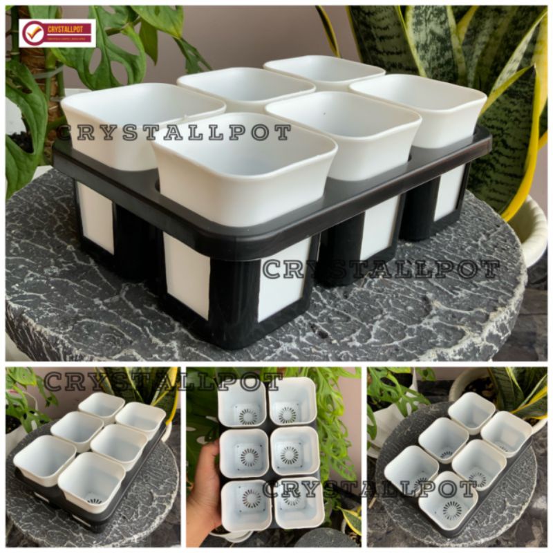 1 set Tray + POT BUNGA NKT KOTAK 7 CM PUTIH | tray semai bibit