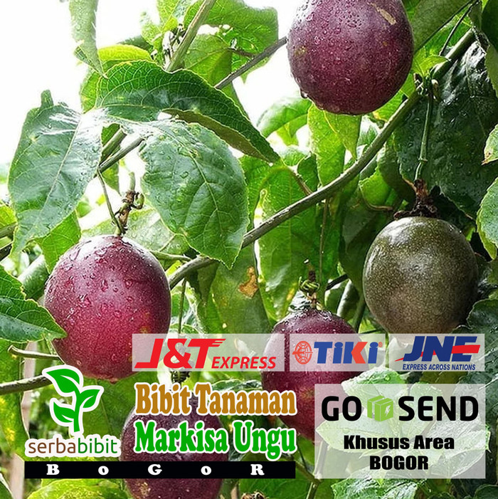 Bibit Markisa Ungu - Pohon Buah Markisa Ungu