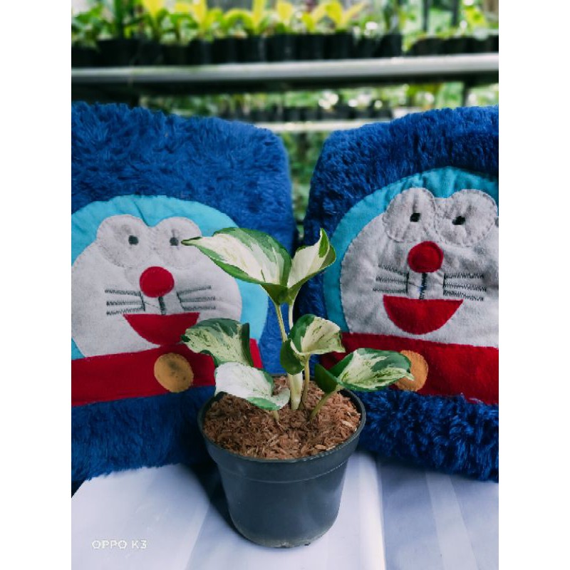 Epipremnum manjula, Sirih gading keong, Tanaman menjuntai, Tanaman merambat