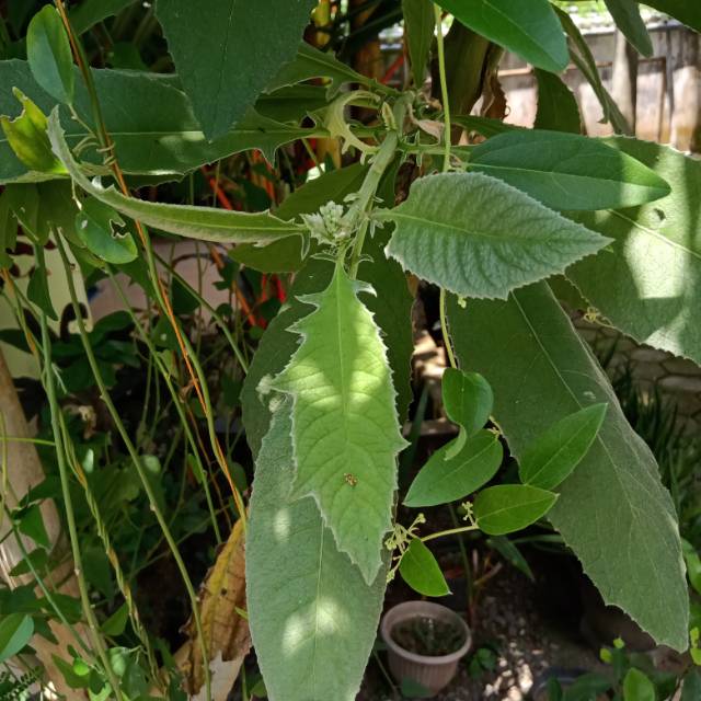 

Daun Sembung segar organik 250gram